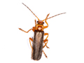 Cantharis rufa